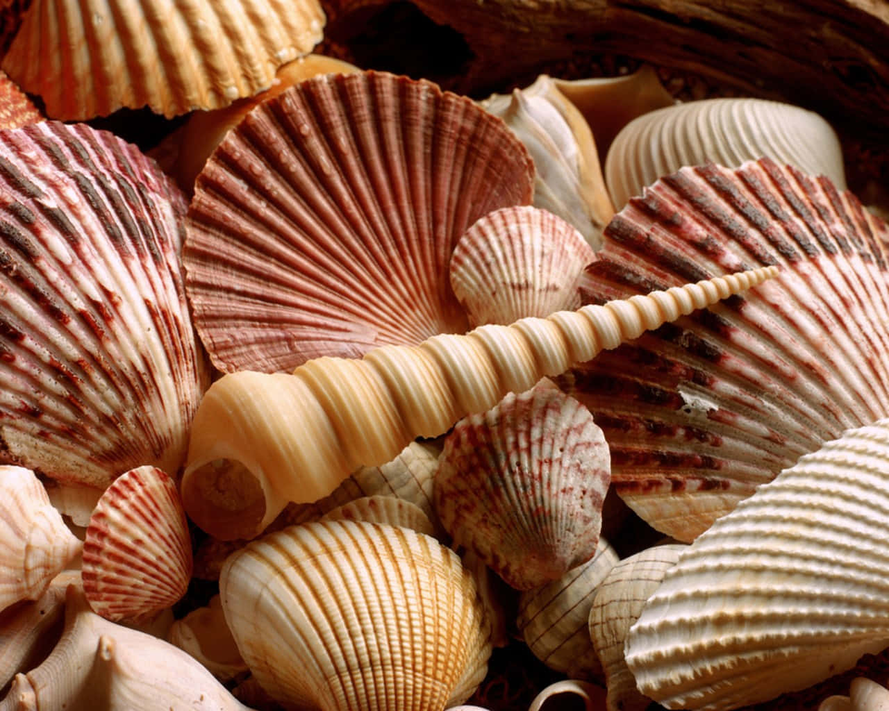 Reddish Seashells In A Pile Wallpaper