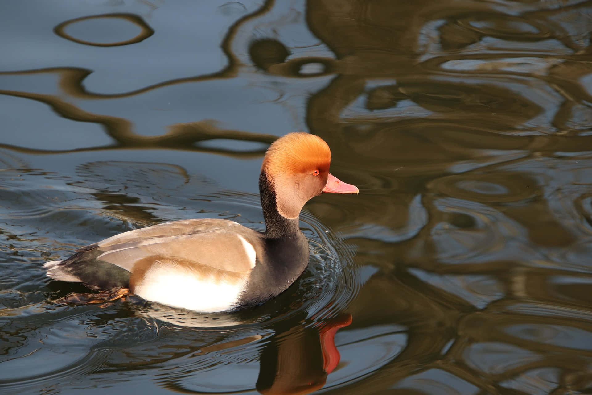 Redhead Pochard Duck Swimming Wallpaper