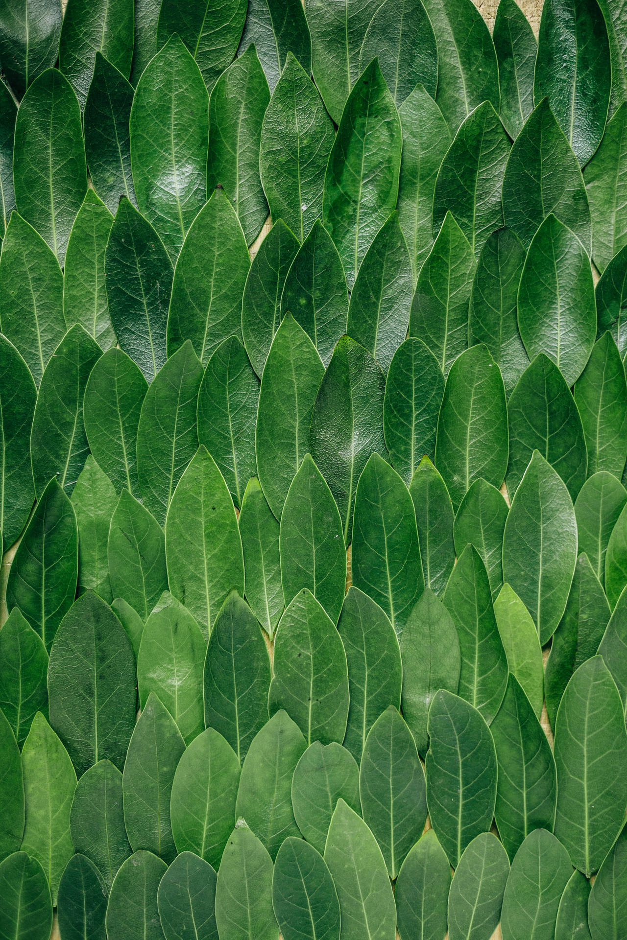 Redmi 4k Green Leaves