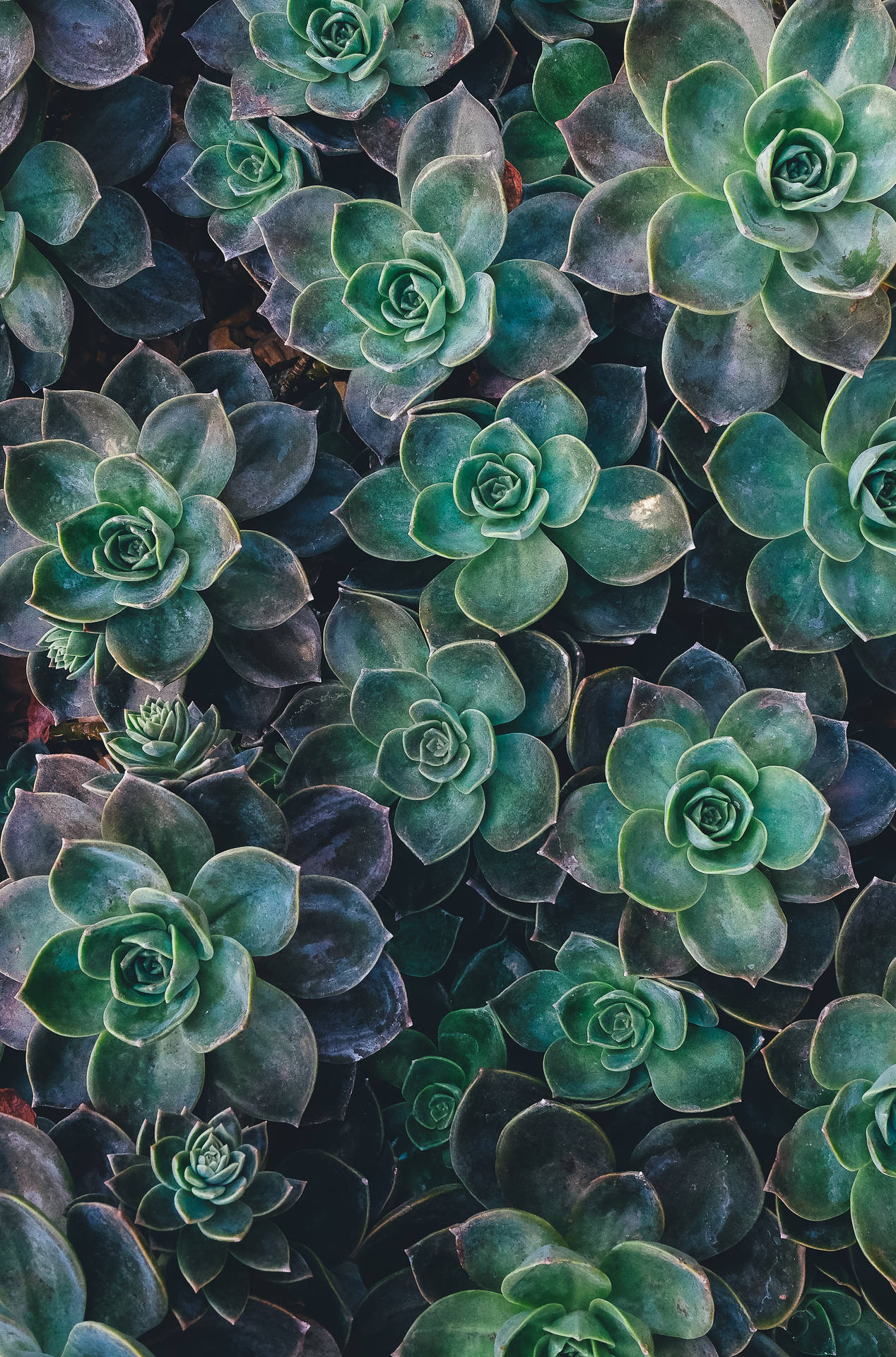 Redmi 4k Succulents Wallpaper