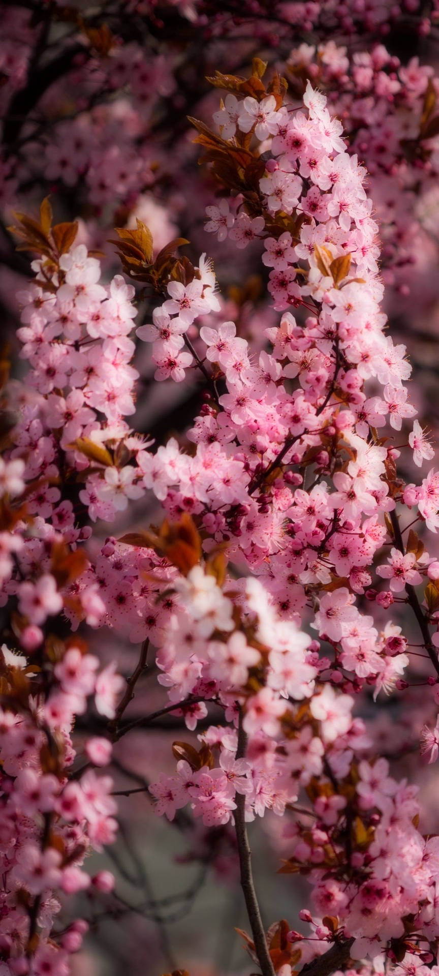 Redmi Note 10 Blooming Cherry Blossoms Wallpaper