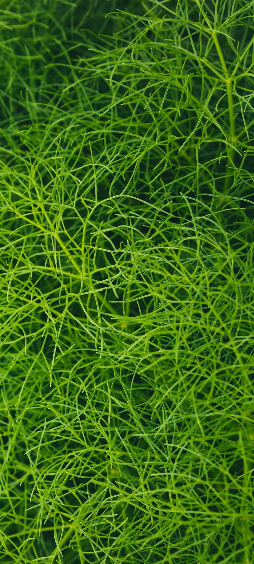 Download Redmi Note 10 Green Aquarium Plant Wallpaper 