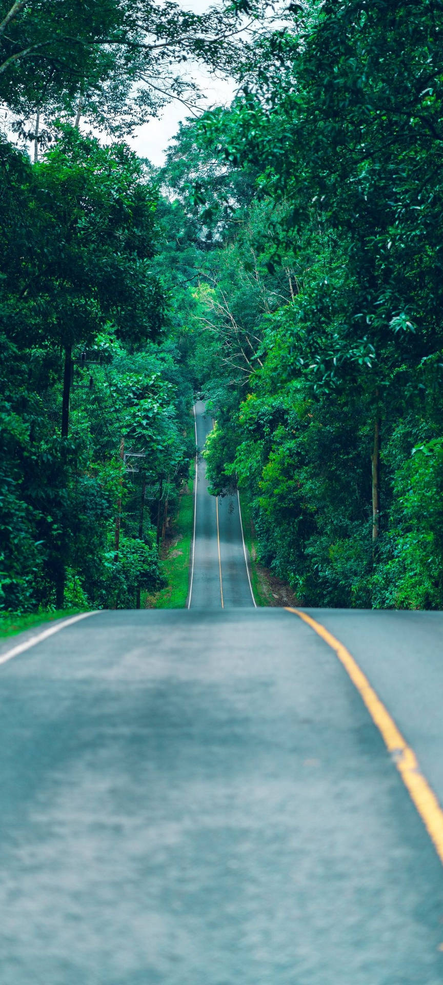 Redmi Note 10 Long Forest Road Wallpaper