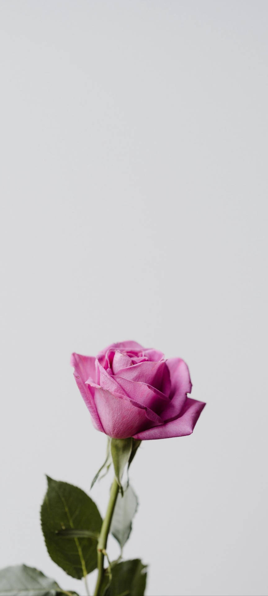 Rødmi Note 10 Pink Rose Blossom Tapet: Wallpaper