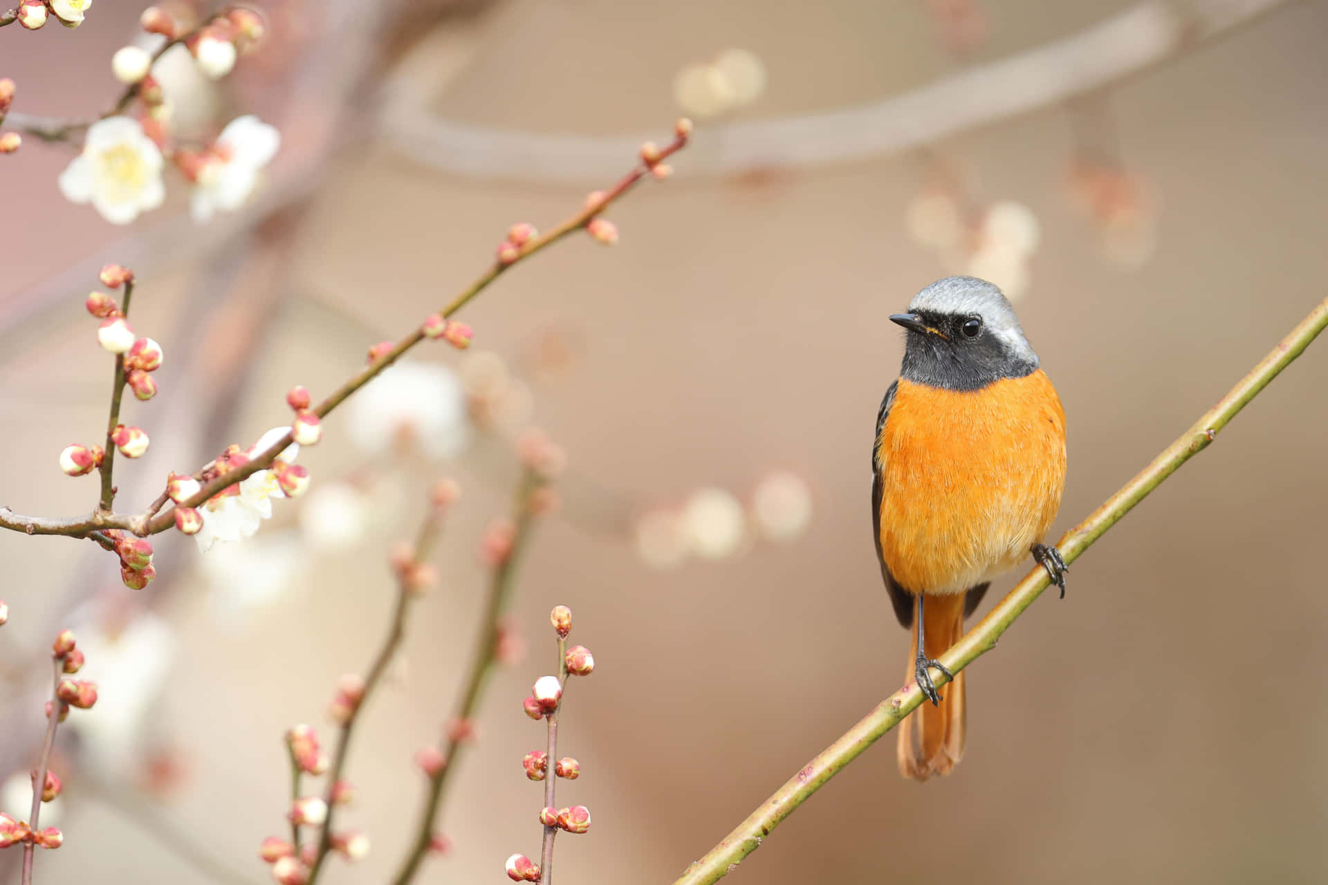 Redstart Bird Among Spring Blossoms Wallpaper
