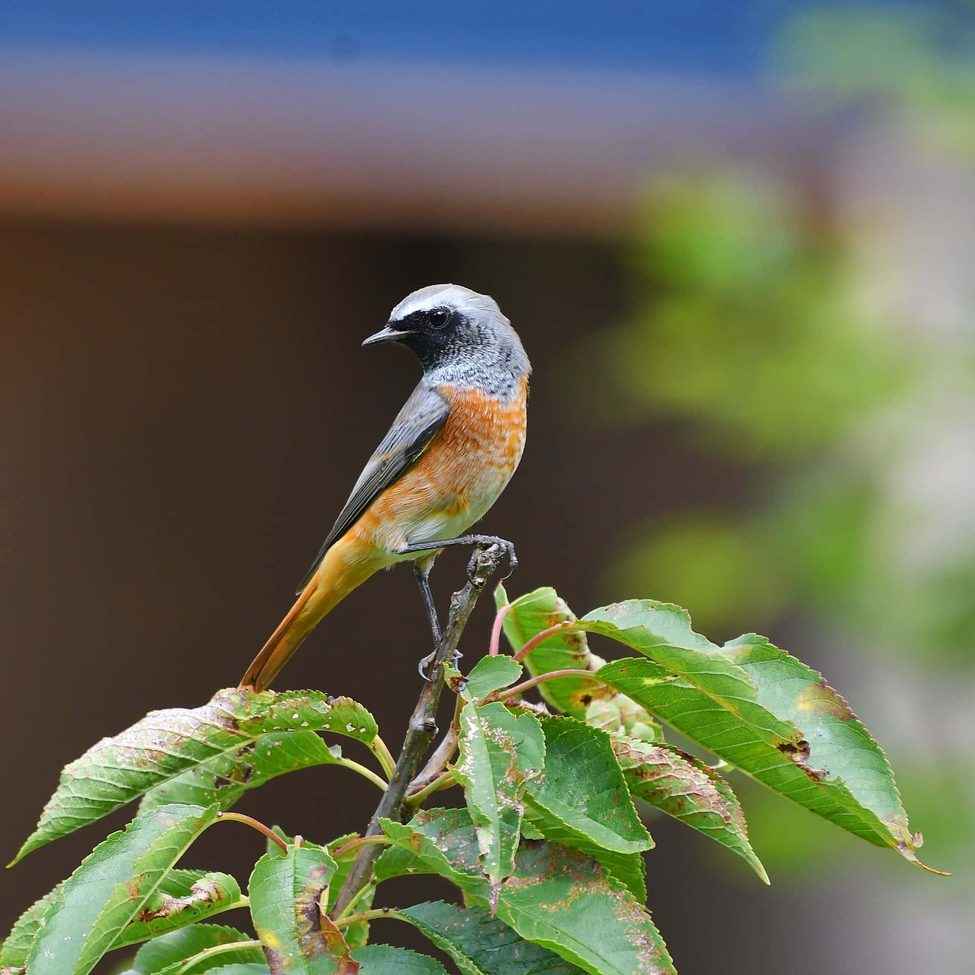 Redstart Bird Perchedon Branch Wallpaper