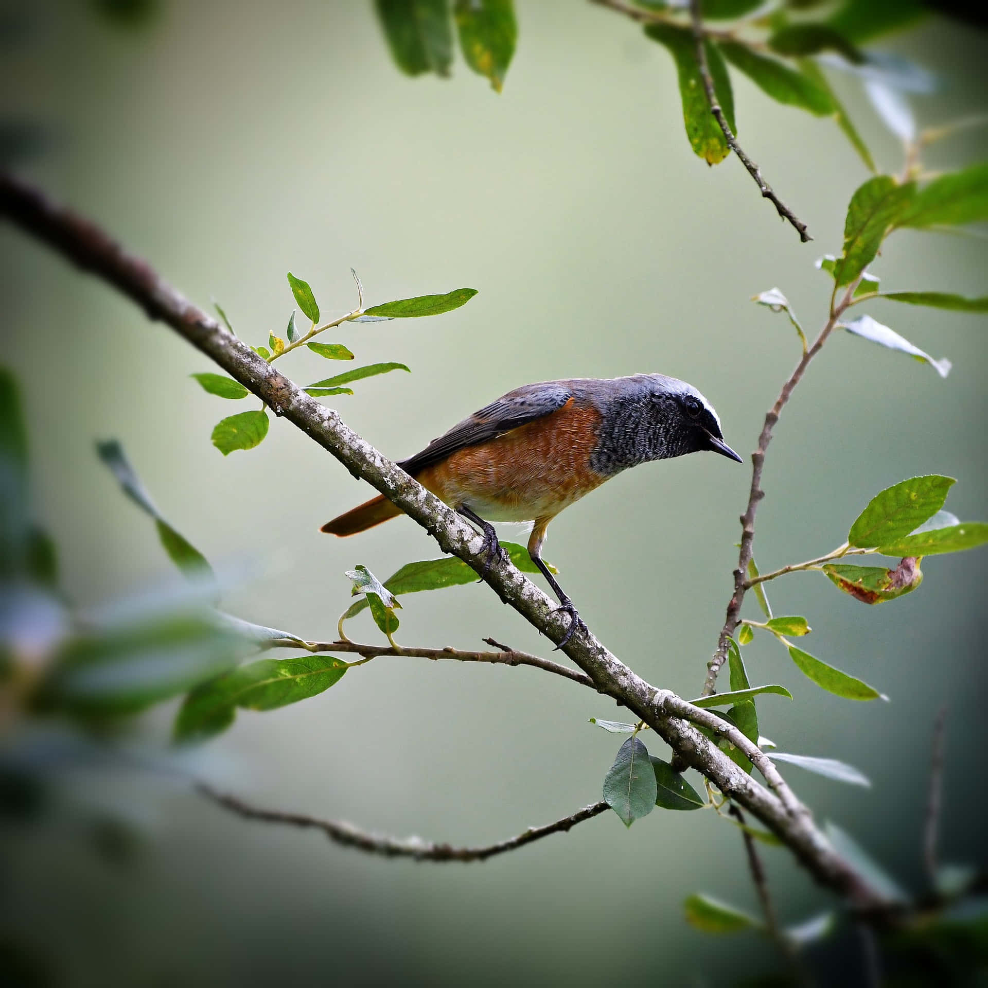 Redstart Bird Perchedon Branch Wallpaper