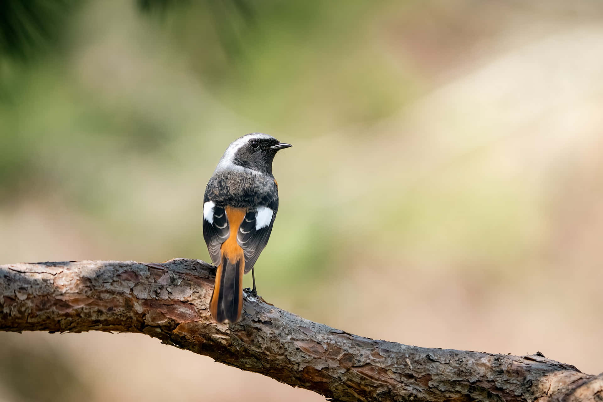 Redstart Bird Perchedon Branch.jpg Wallpaper