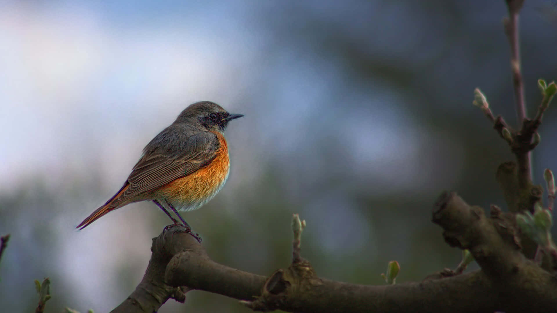 Redstart Bird Perchedon Branch Wallpaper