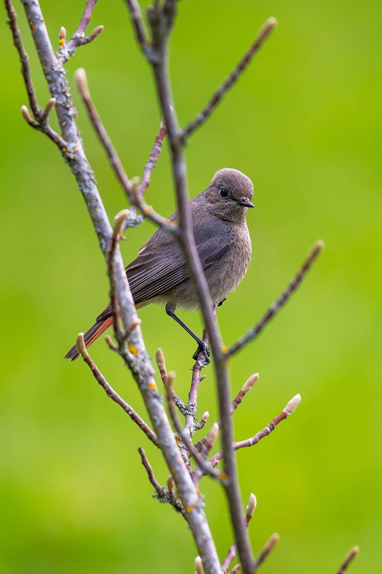 Redstart Bird Perchedon Branch Wallpaper