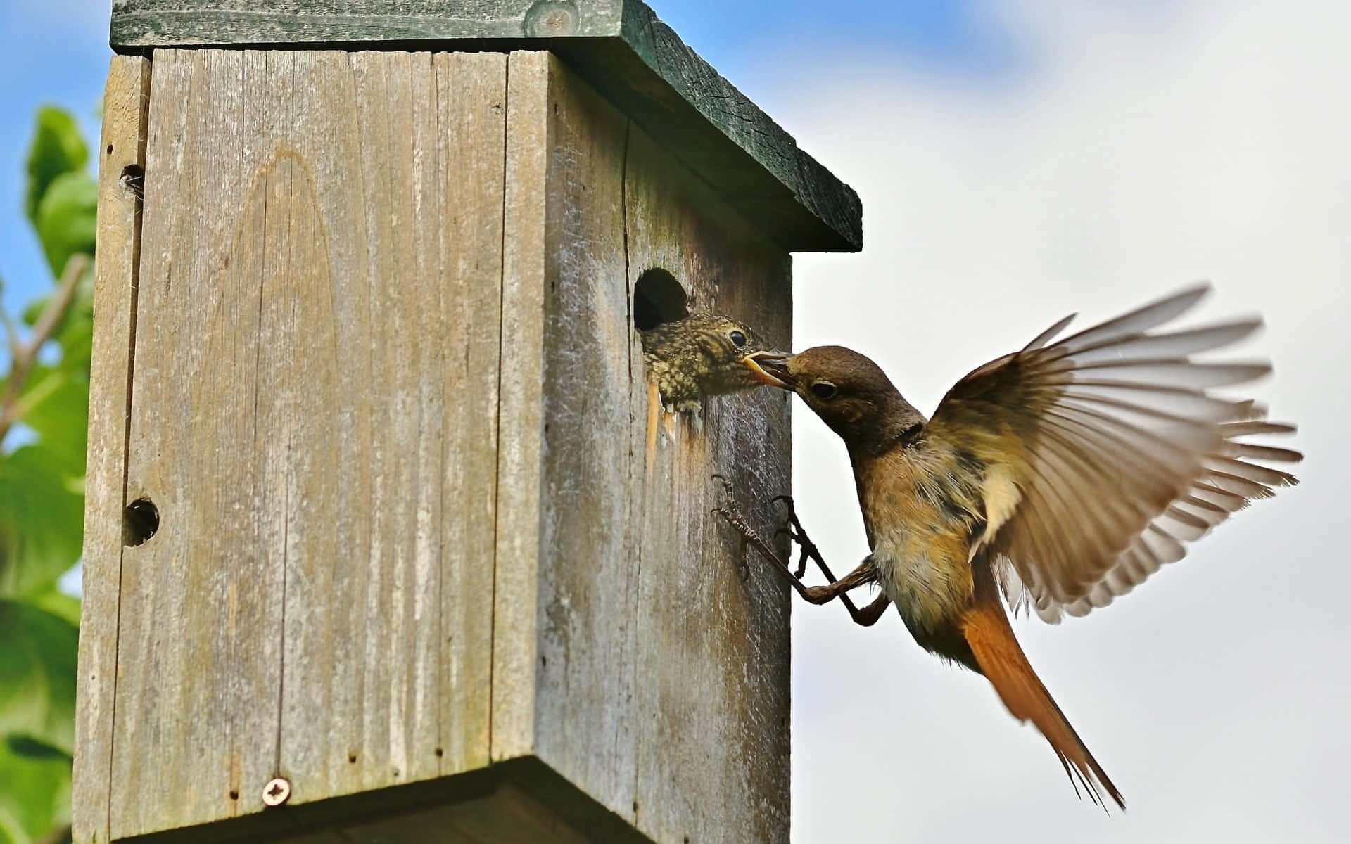 Redstart Feeding Chicks Nesting Box Wallpaper