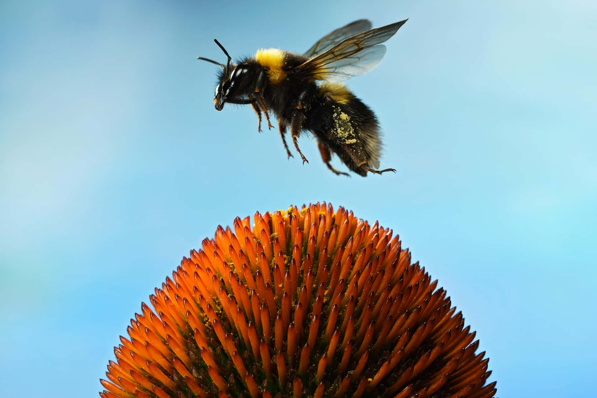 Redtailed Bumblebee Approaching Echinacea Wallpaper