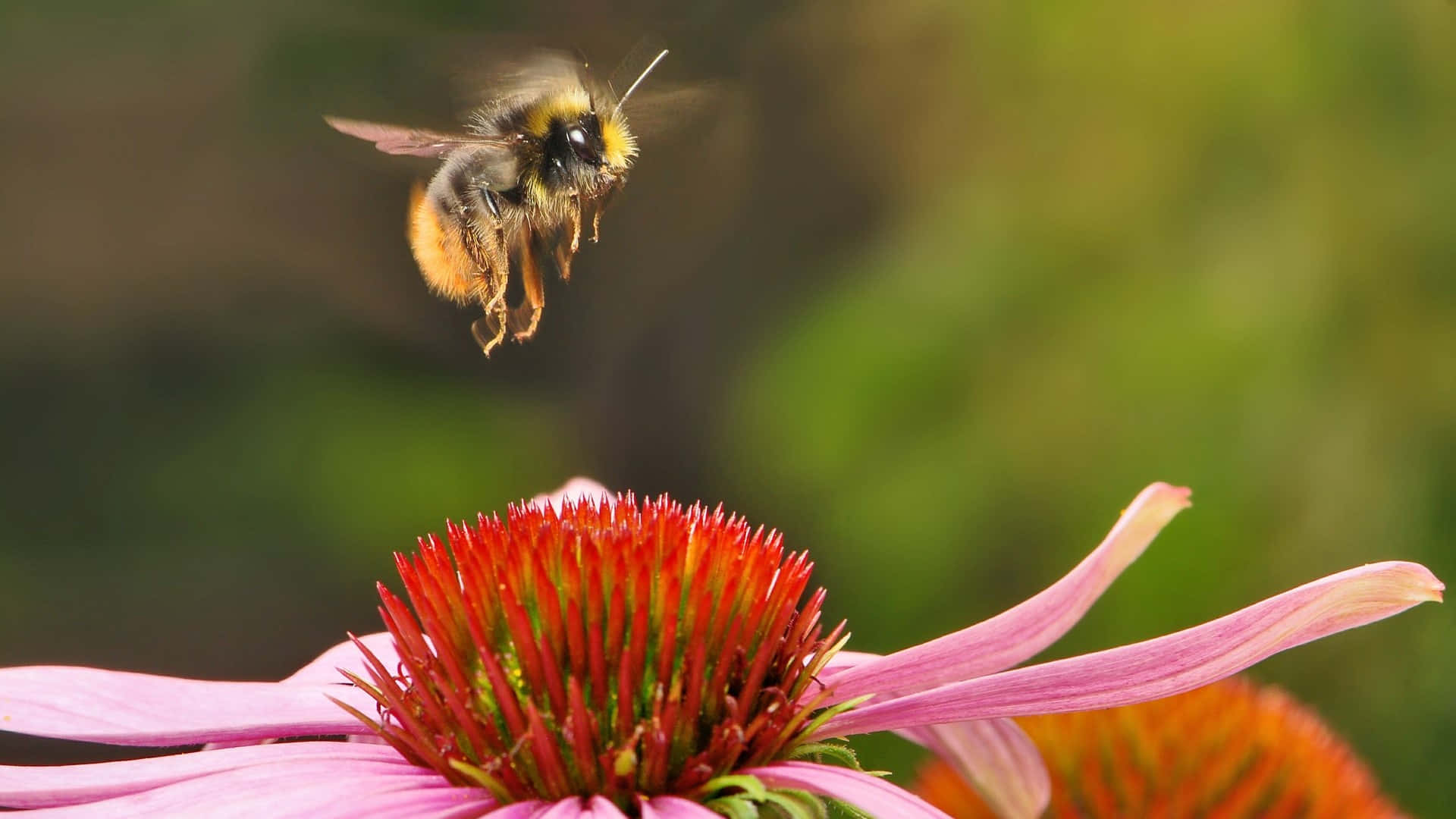 Redtailed Bumblebee Approaching Echinacea Wallpaper