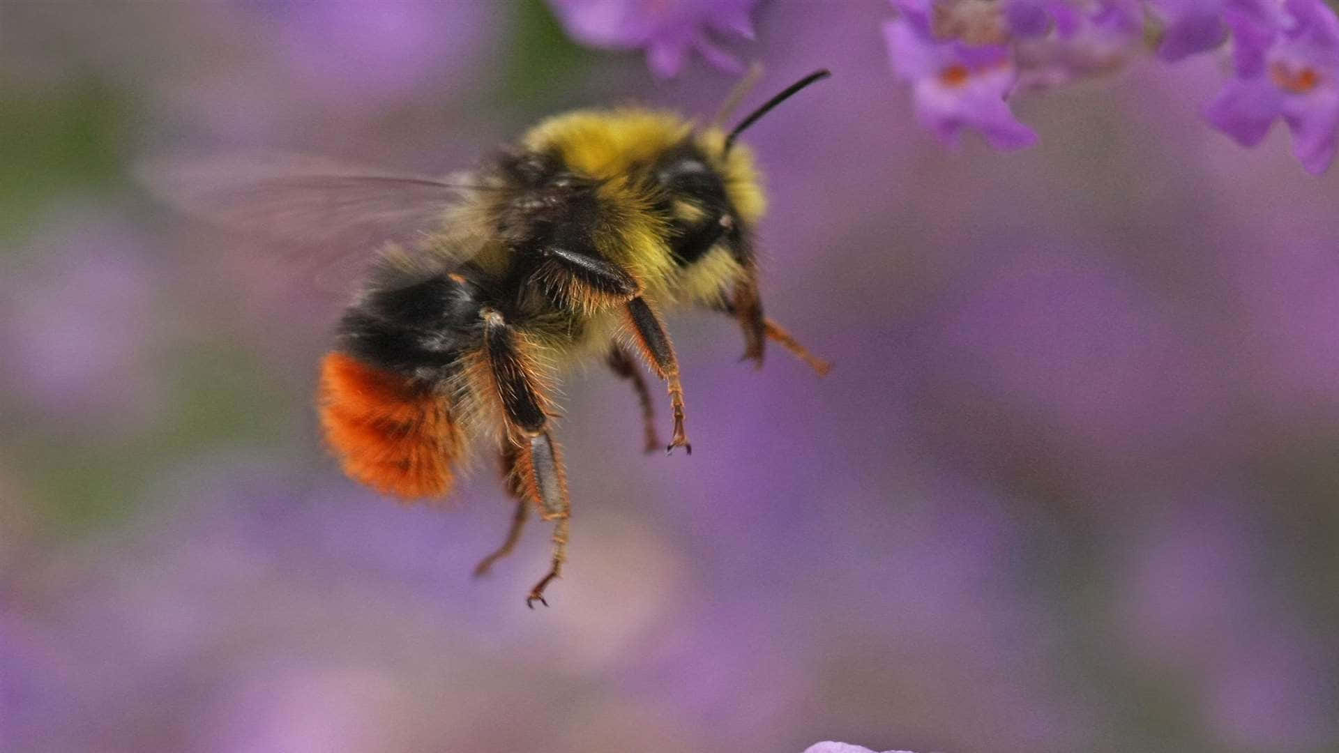 Redtailed Bumblebeein Flight Wallpaper