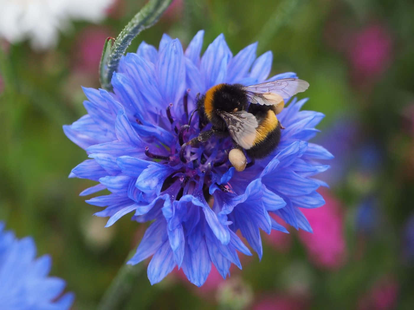 Redtailed Bumblebeeon Blue Flower Wallpaper