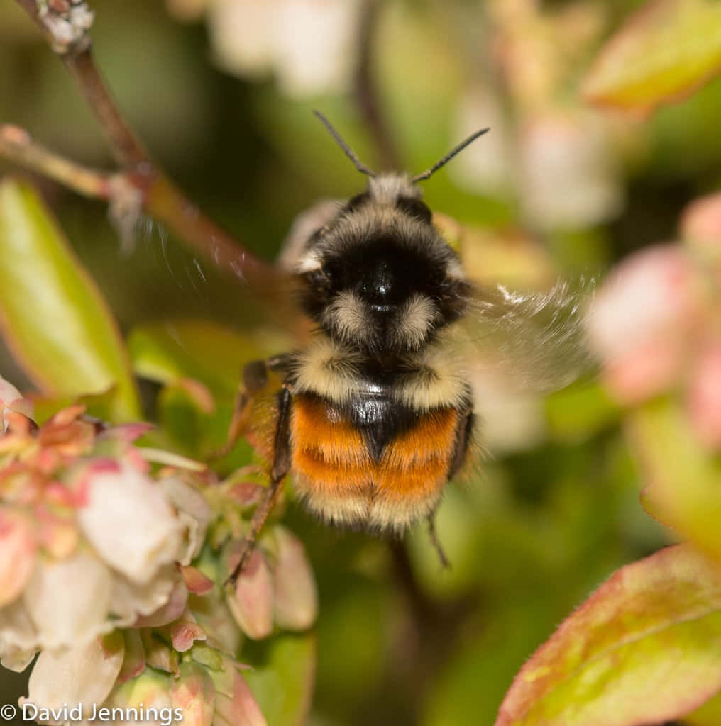 Roodstaart Hommel Op Bloem Achtergrond