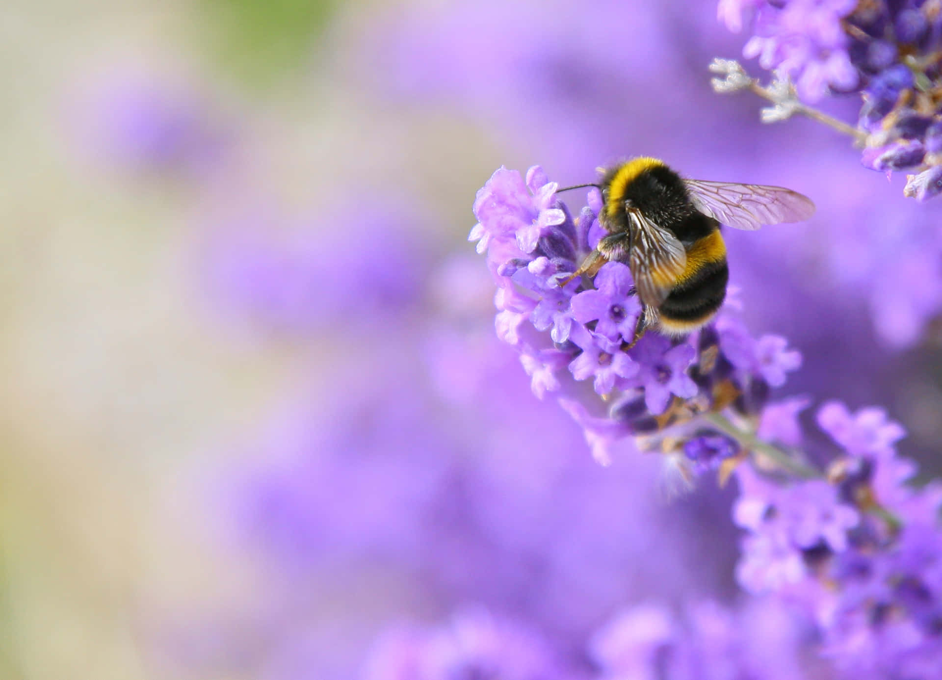 Redtailed Bumblebeeon Lavender Wallpaper