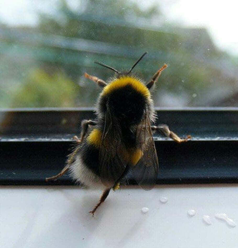 Redtailed Bumblebeeon Window Wallpaper