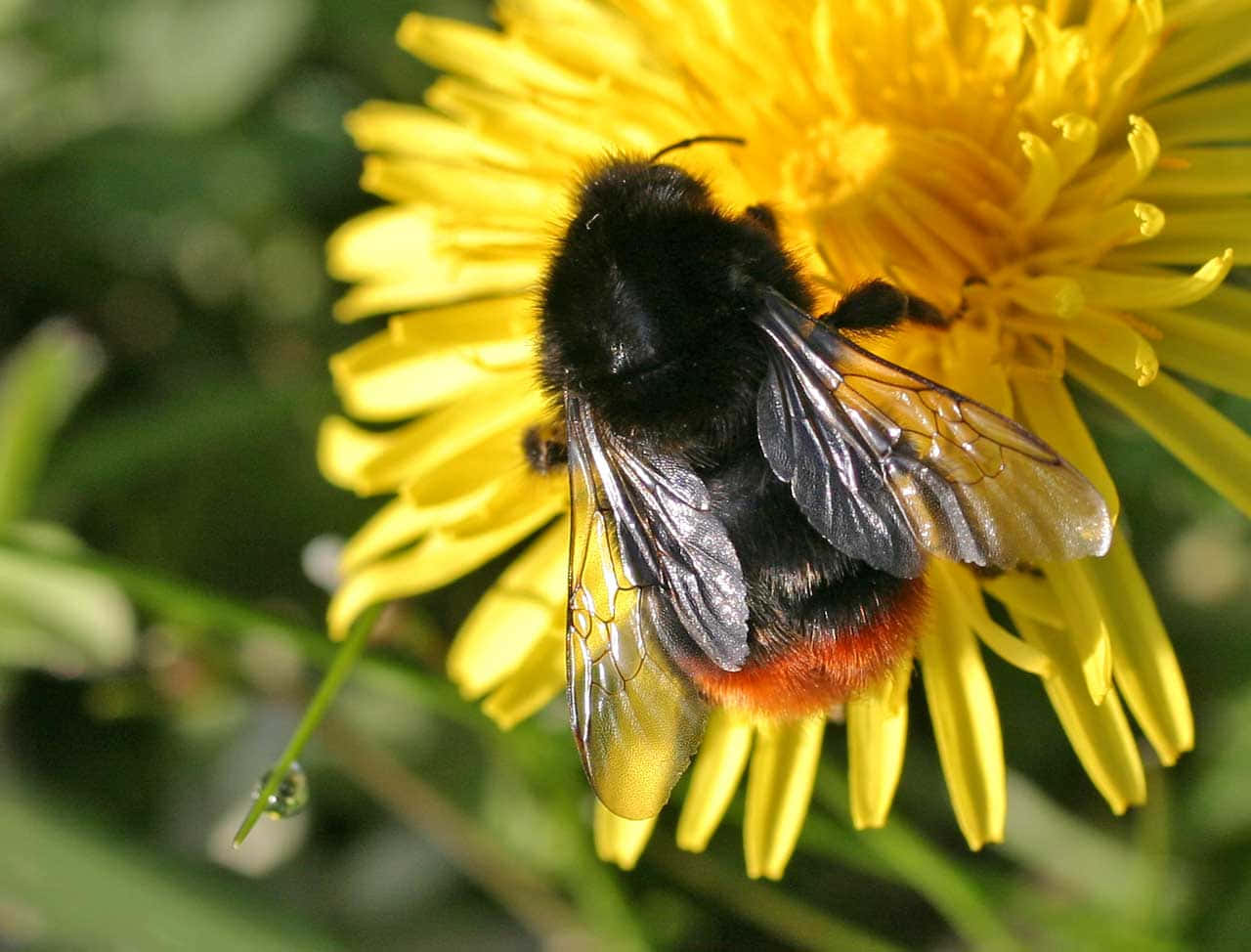 Roodstaart Hommel Op Gele Bloem Achtergrond