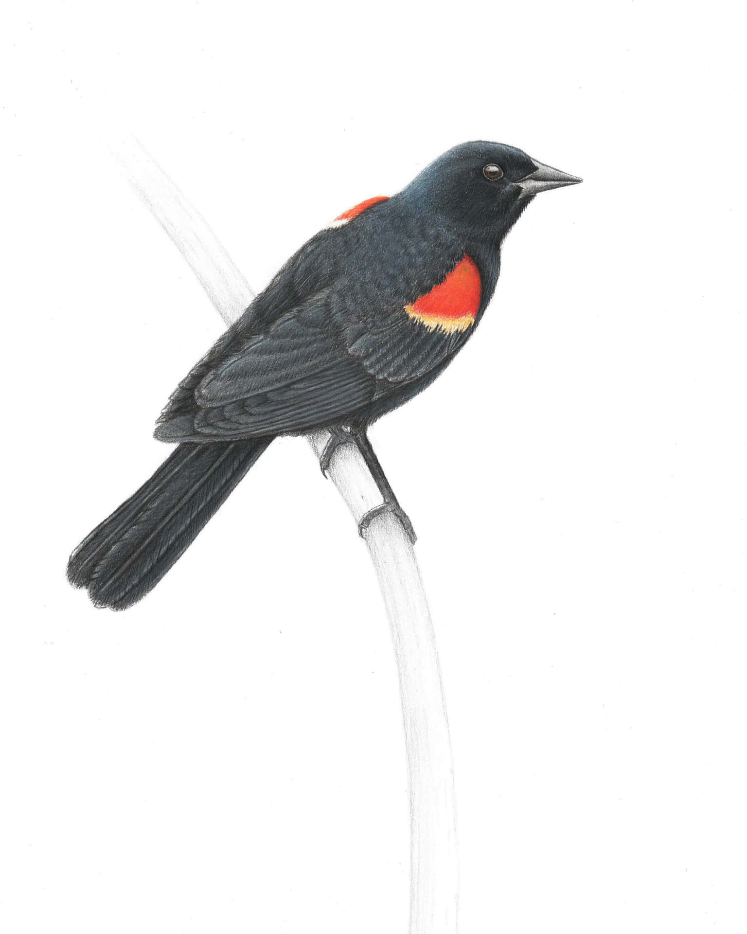 Redwing Blackbird Illustration Wallpaper