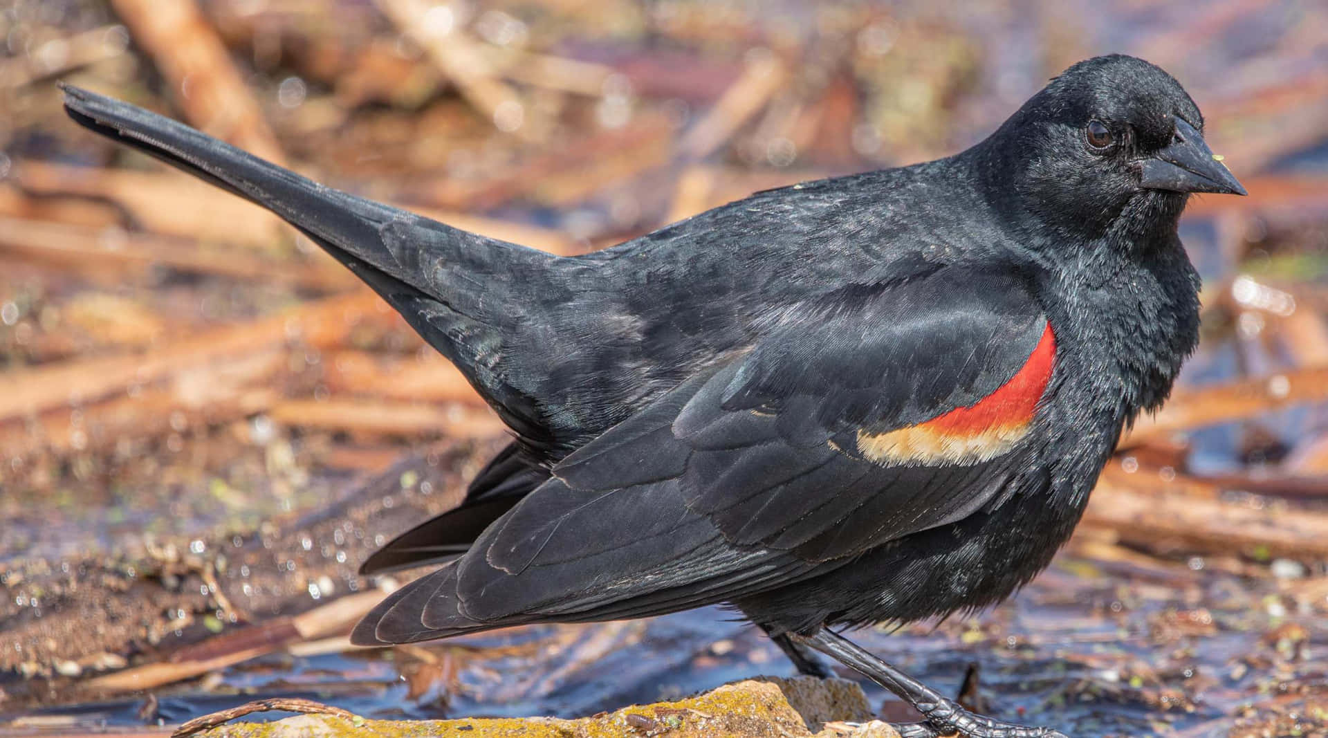 Redwing Blackbird Near Water Wallpaper