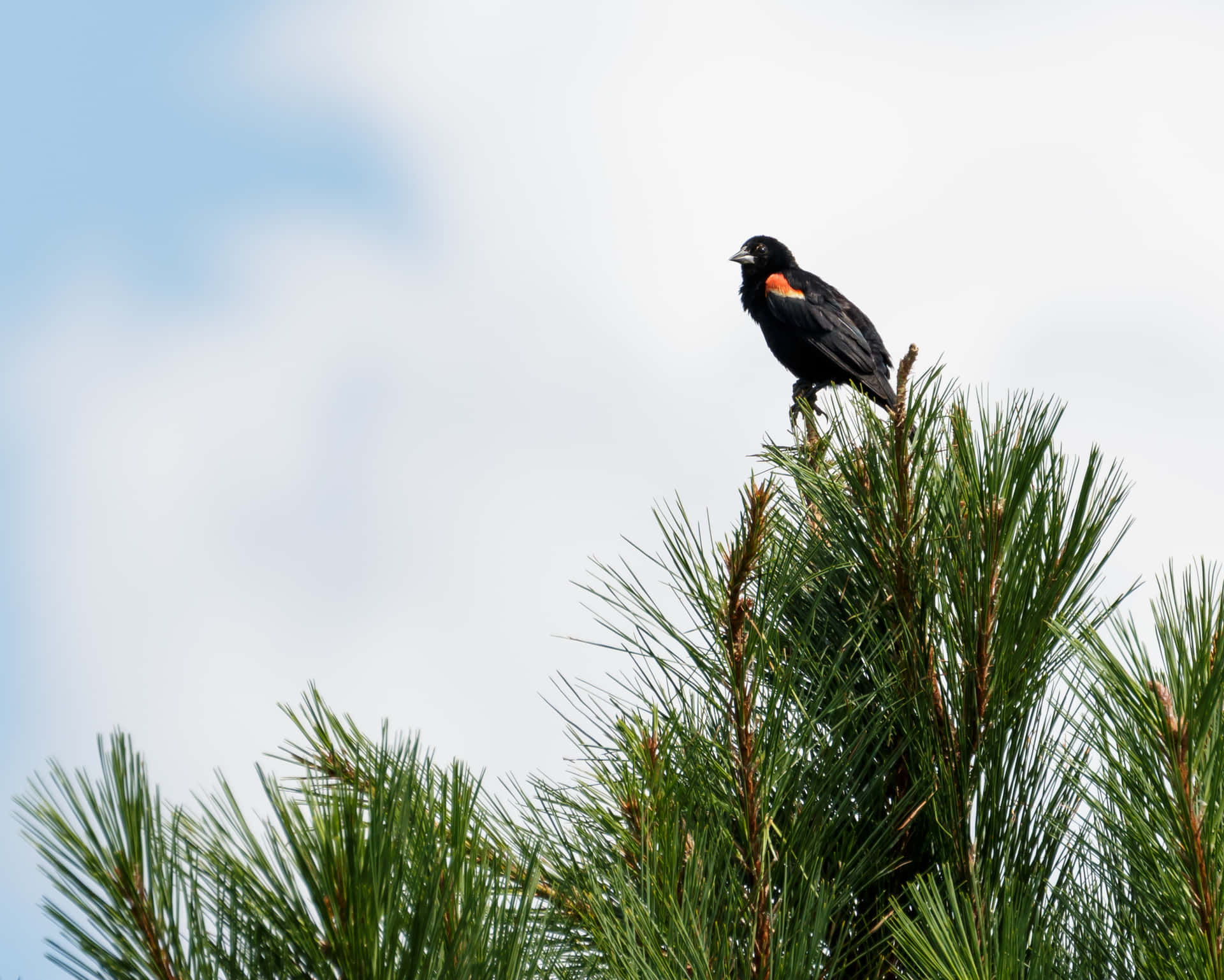 Redwing Blackbird Perched Pine Tree Wallpaper