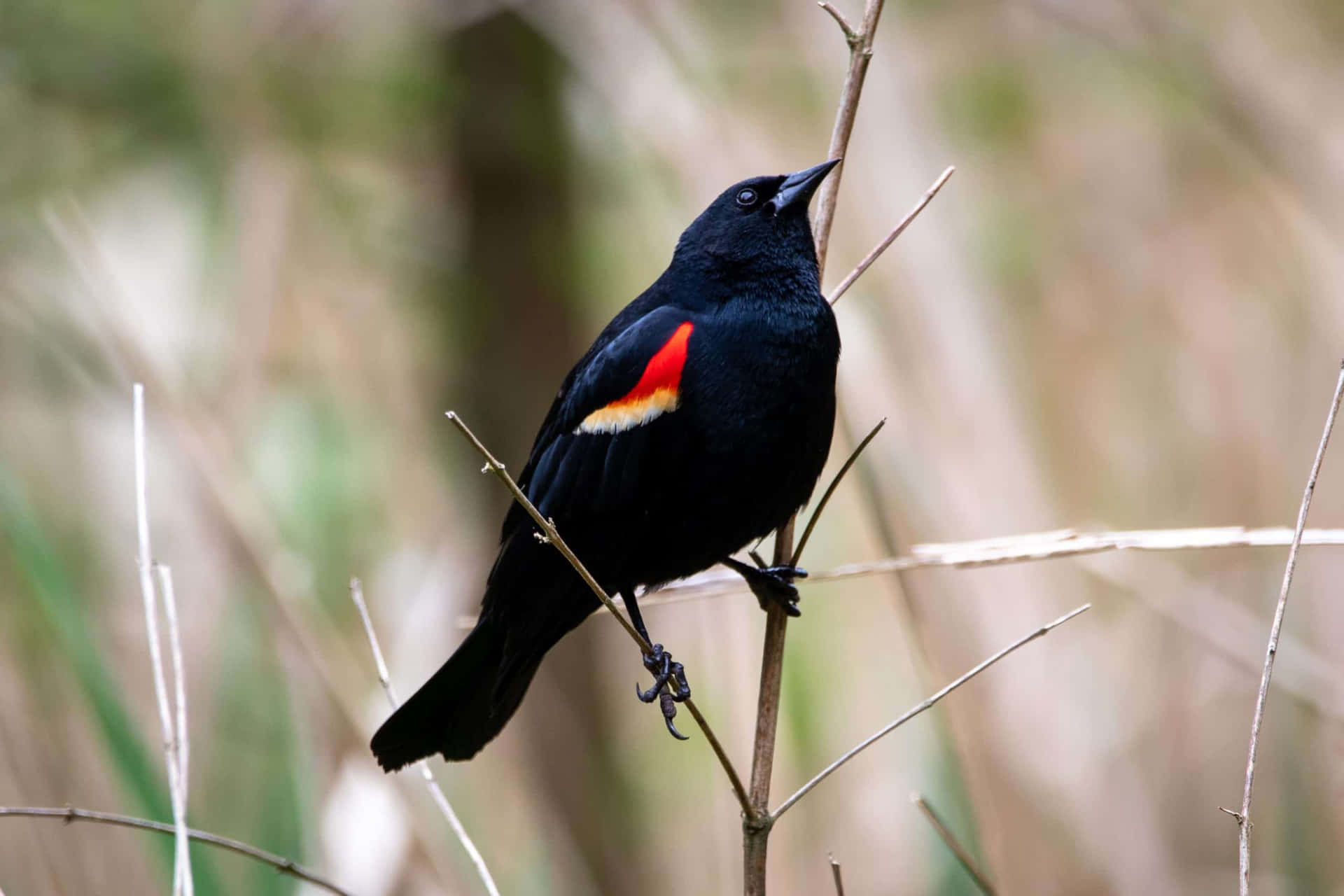 Redwing Blackbird Perchedon Branch Wallpaper