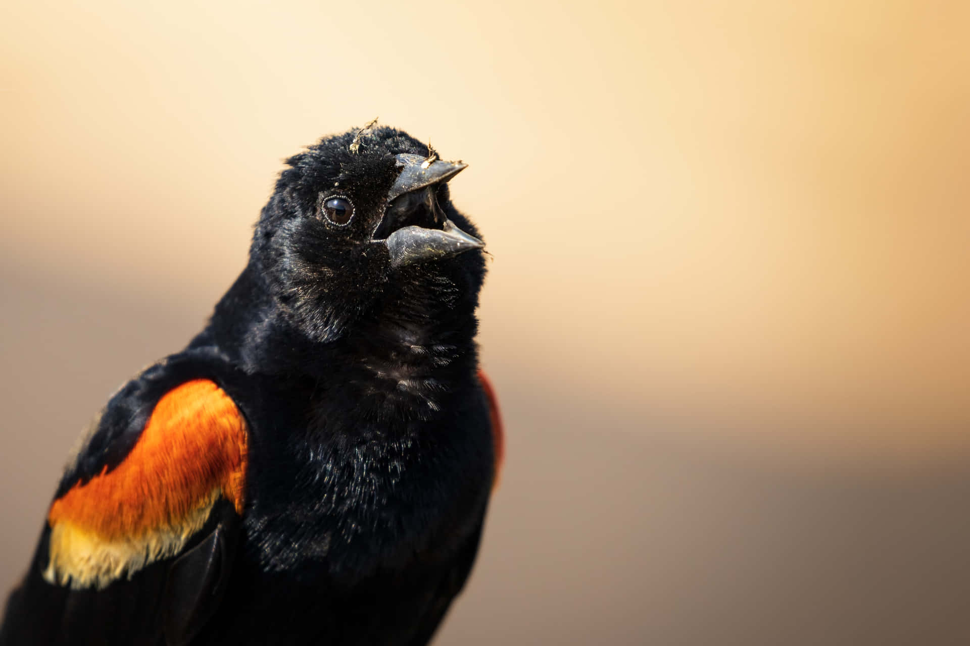Redwing Blackbird Singingat Dusk.jpg Wallpaper
