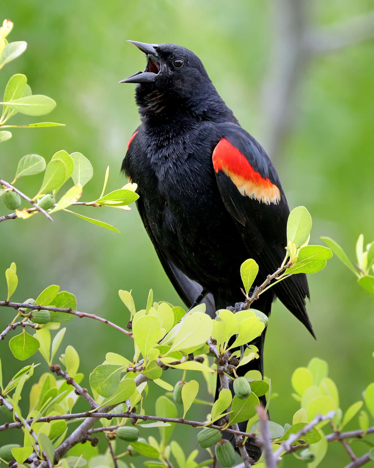 Redwing Blackbird Singingon Branch Wallpaper