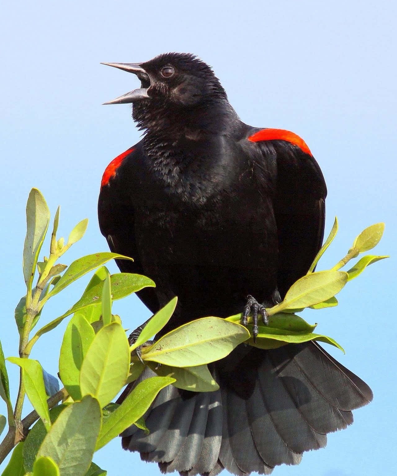 Redwing Blackbird Singingon Branch.jpg Wallpaper