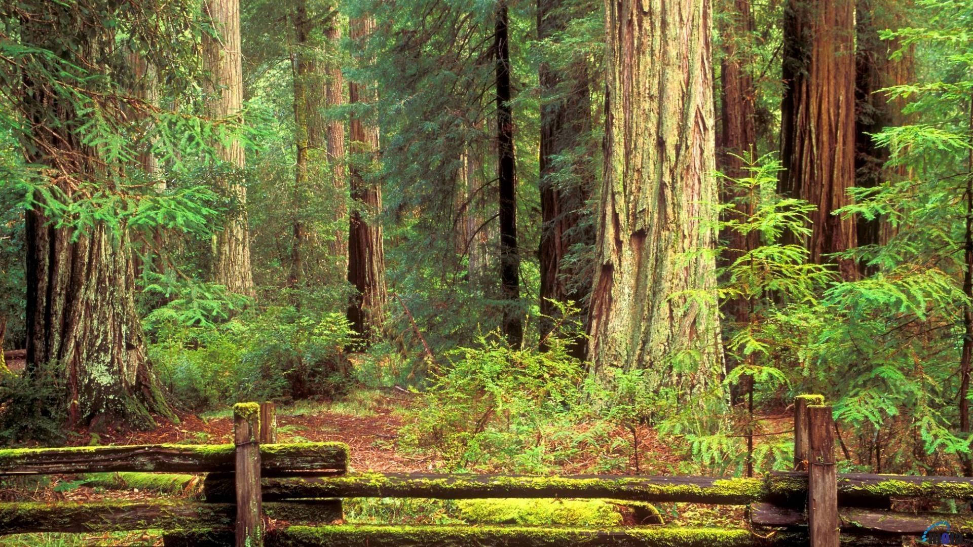 Redwood Forest Behind The Fence Wallpaper