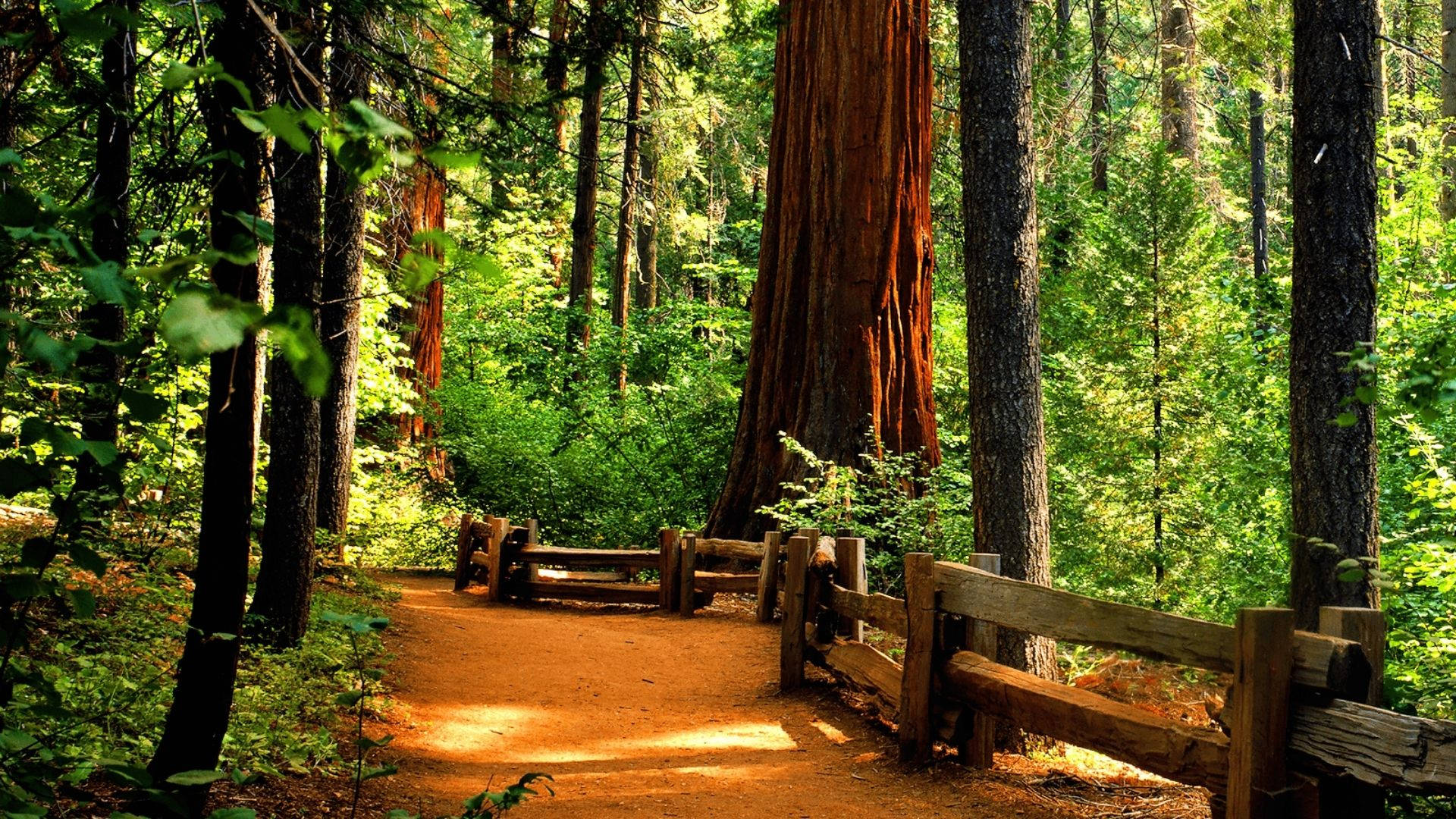 Redwood Forest Tourists' Way Wallpaper