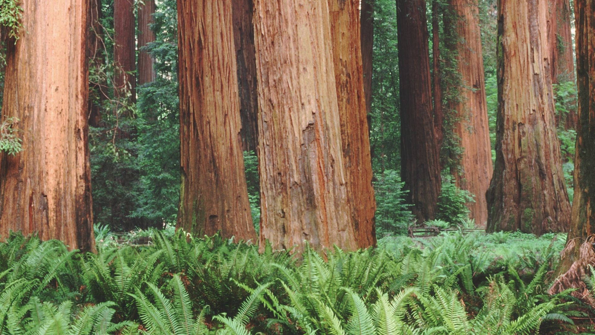Redwood Forest Trees Behind Plants Wallpaper