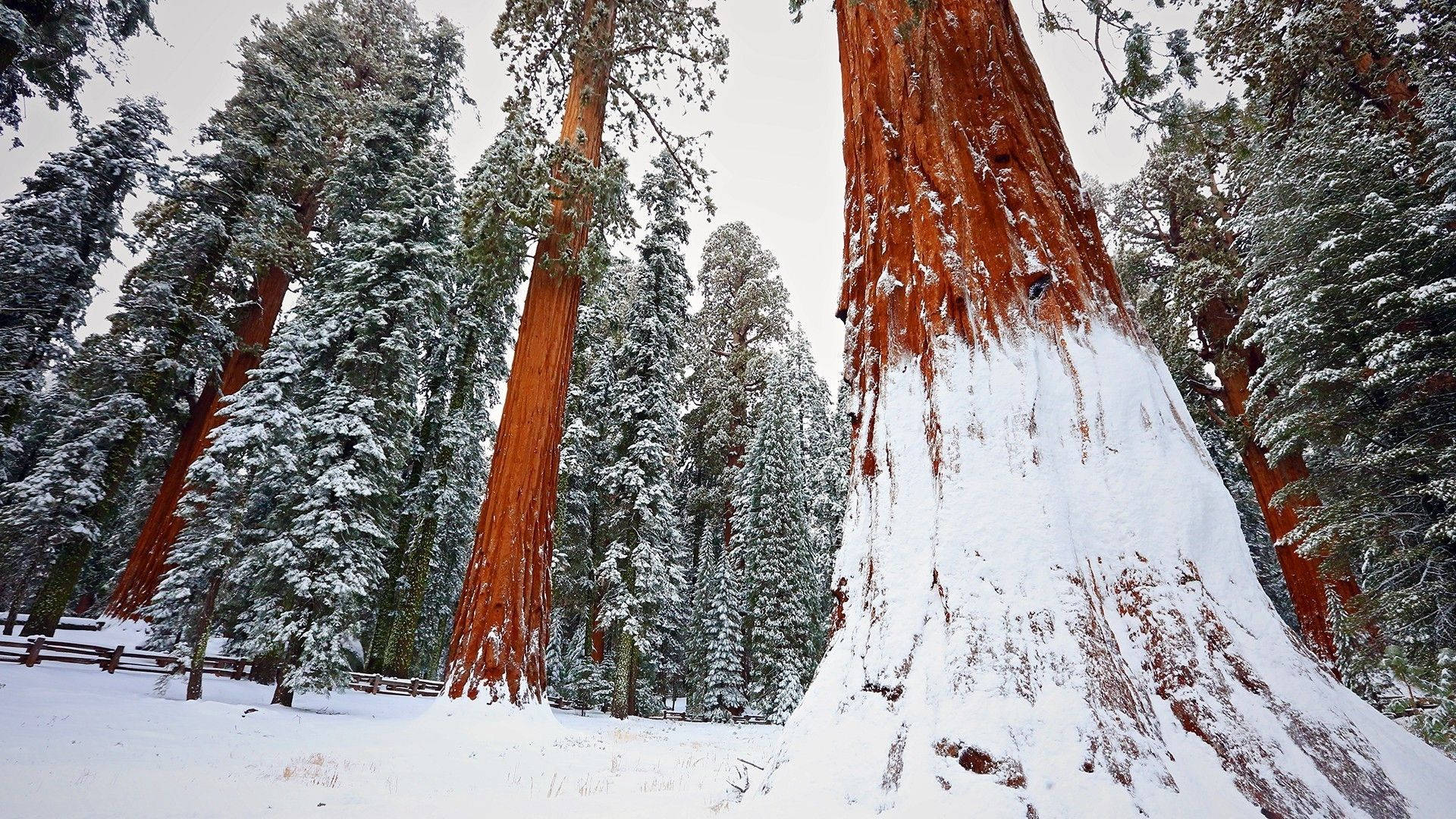 Redwood Forest With Snow Wallpaper