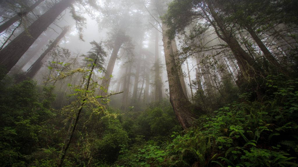 Redwood National Park 4k Desktop