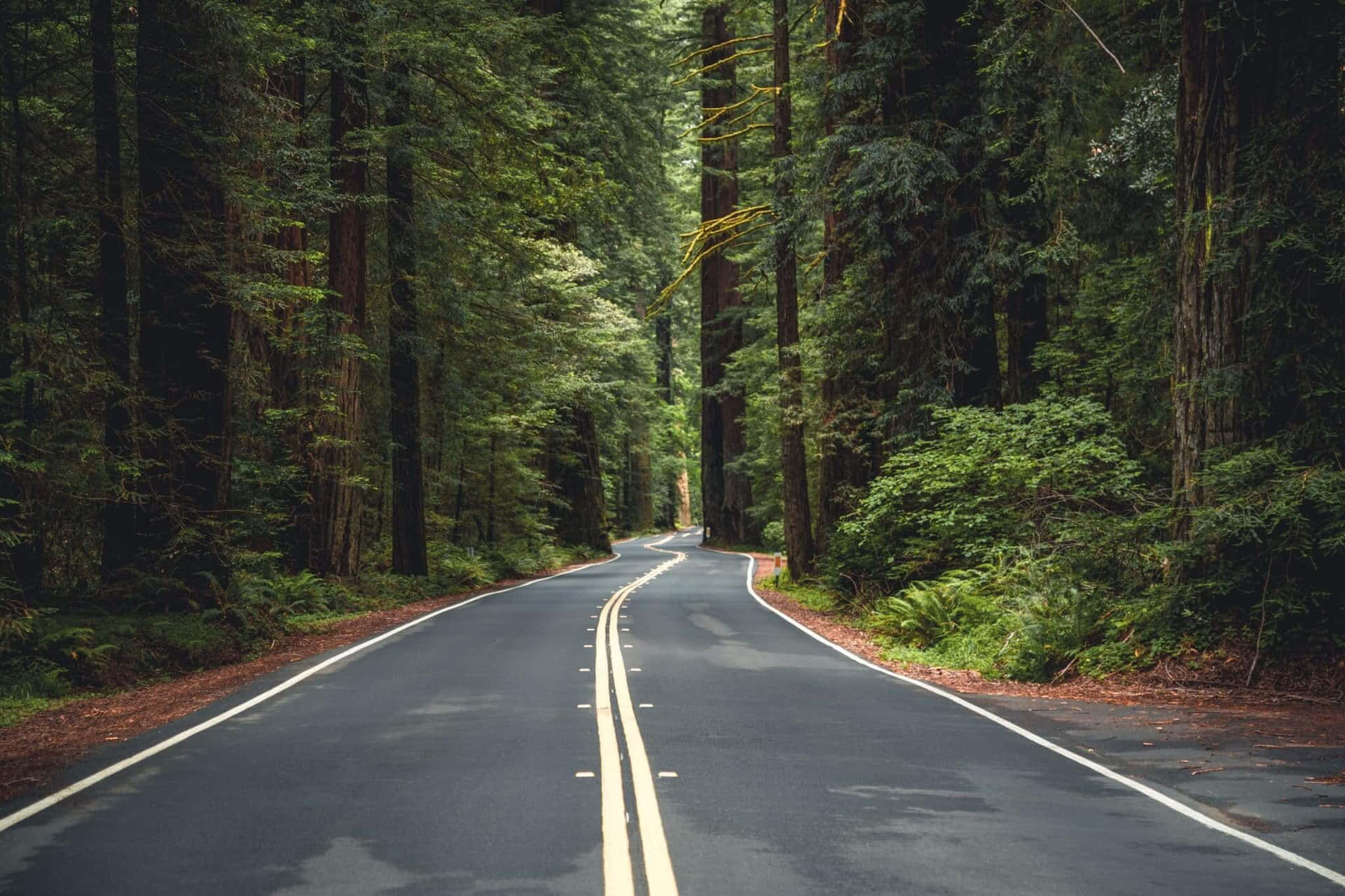 Avenidade Los Gigantes Del Parque Nacional Redwood Fondo de pantalla