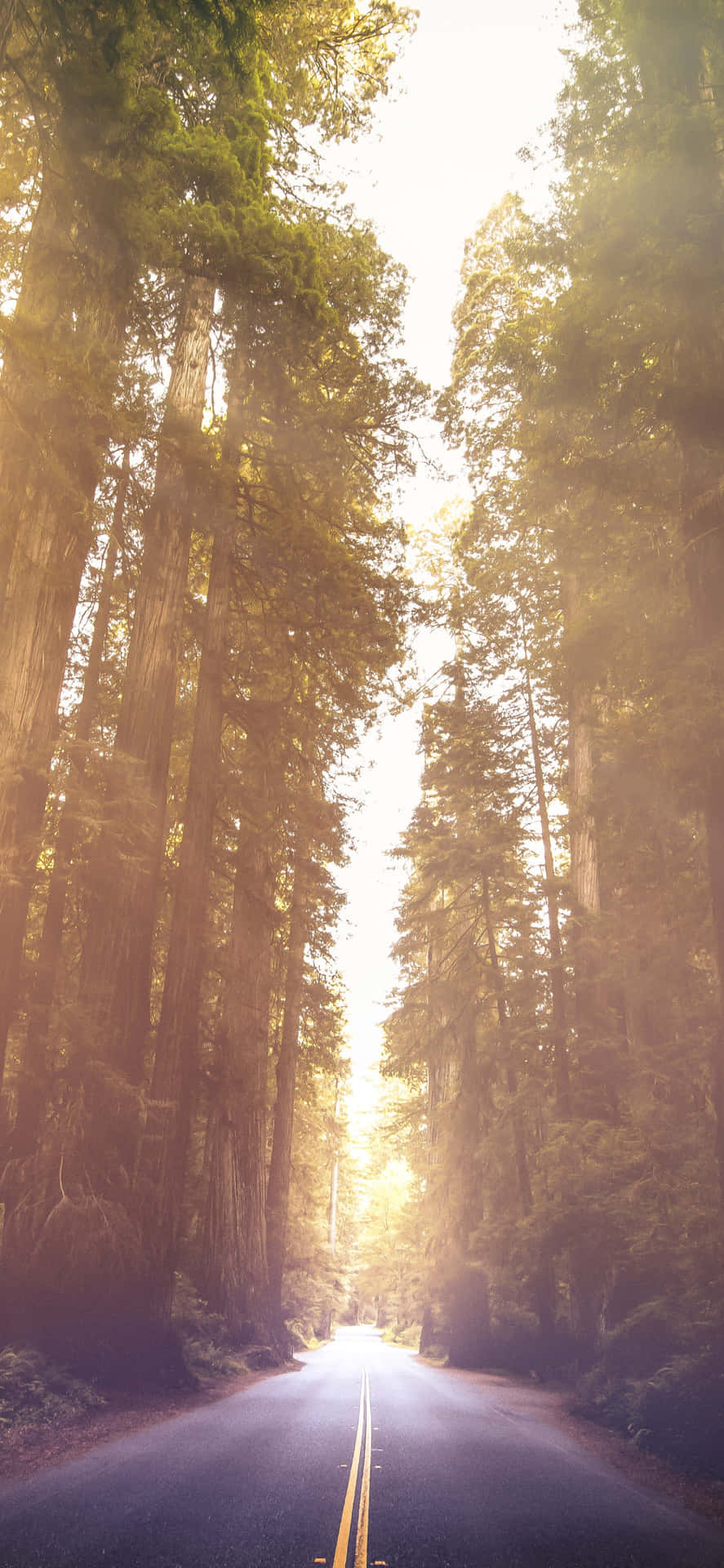 Redwood Nationalpark Allee Der Riesen Wallpaper