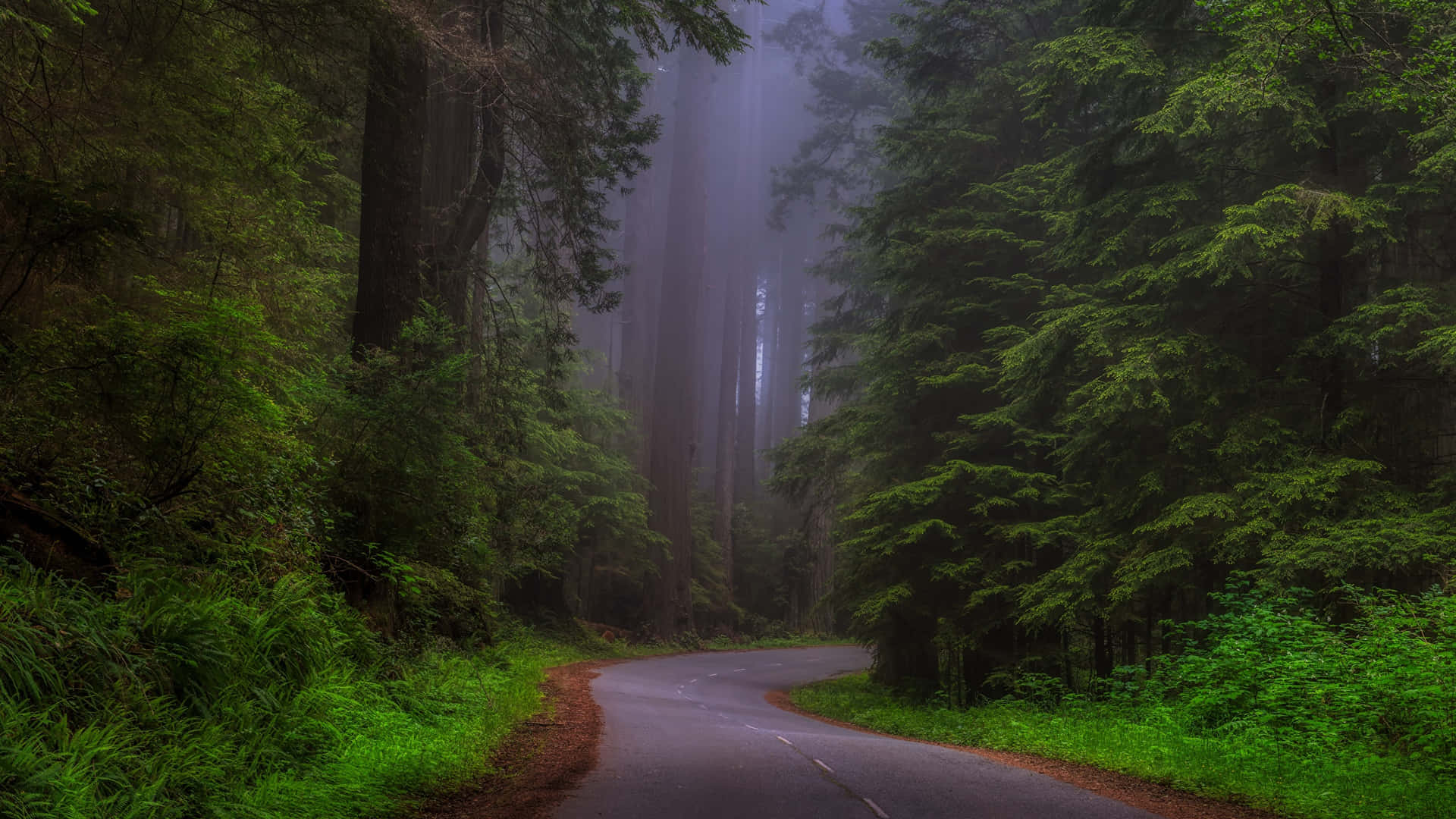 Tapet Tema: Fantastiske grønne træer og tåge fuldstændigt dækker den rustikke nationalpark Redwood. Wallpaper