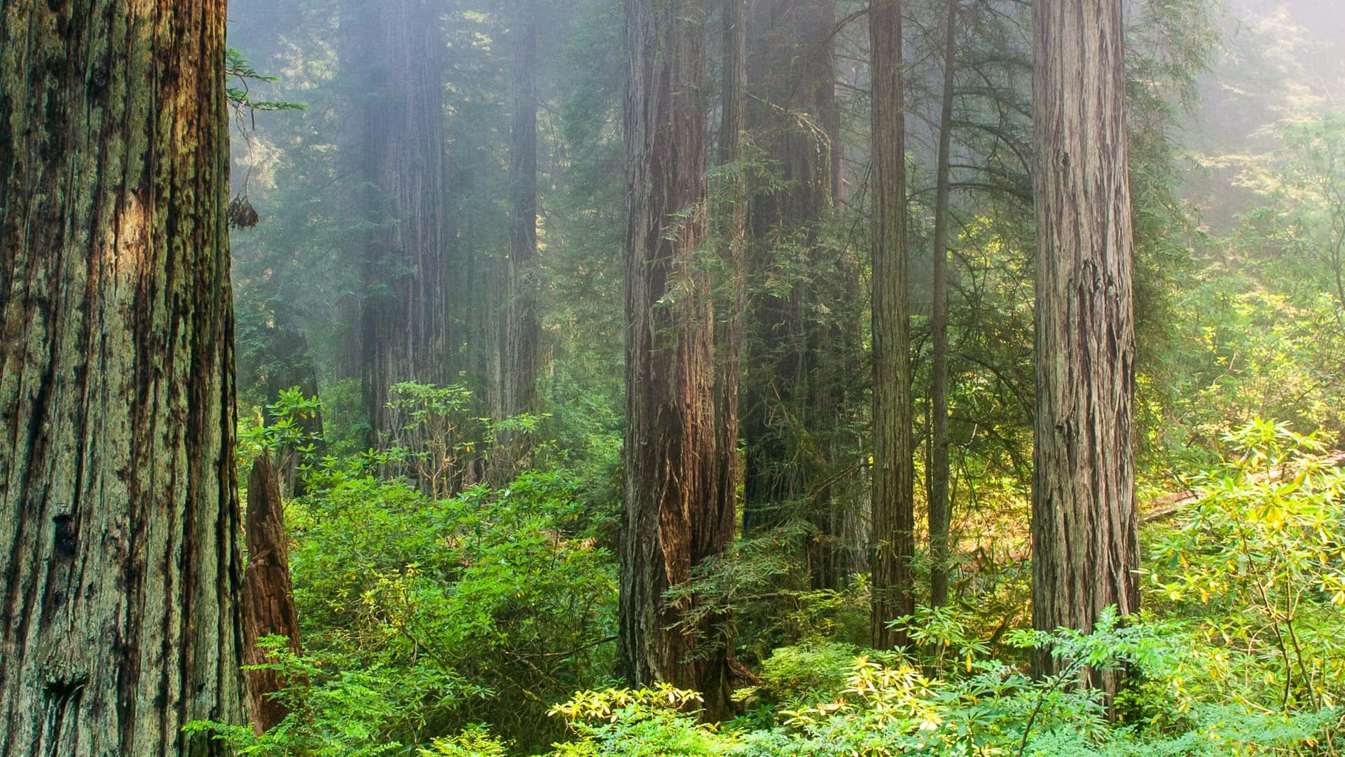Parquenacional De Redwood Bosque Denso. Fondo de pantalla