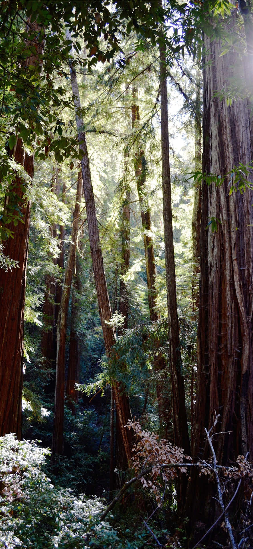 Redwoodnationalpark: Dichter Wald Aus Holz Wallpaper