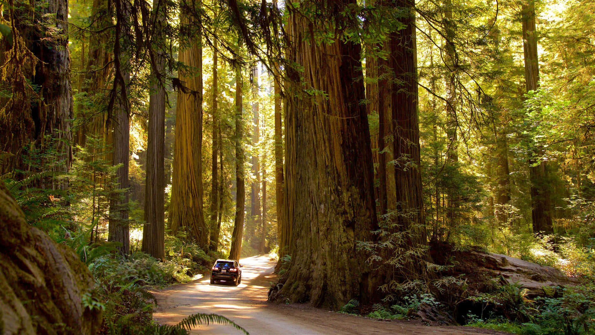 Caminode Tierra Del Parque Nacional Redwood. Fondo de pantalla
