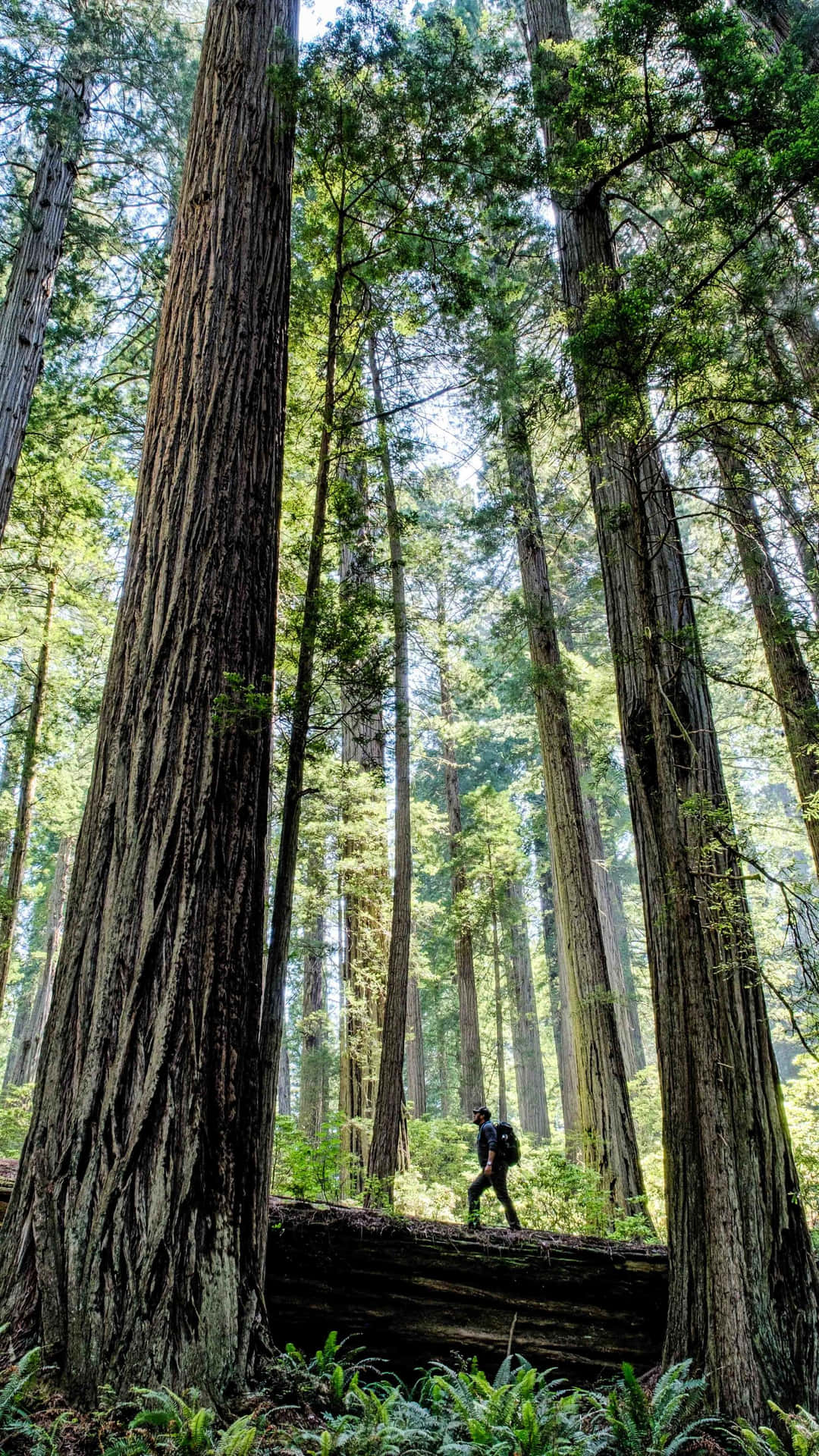 Redwoodnational Park Berömda Vandringsslinga. Wallpaper