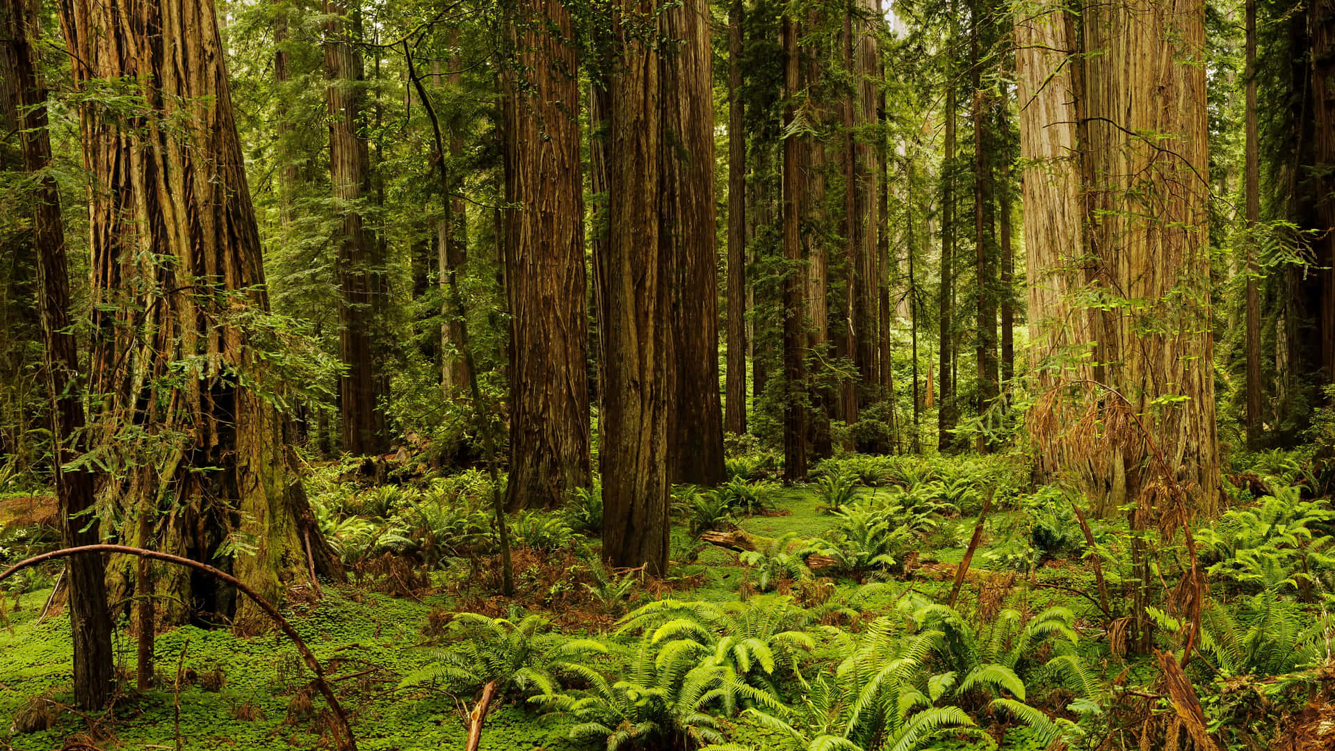 Redwoodnationalpark Mit Mit Farn Bedecktem Wald Wallpaper