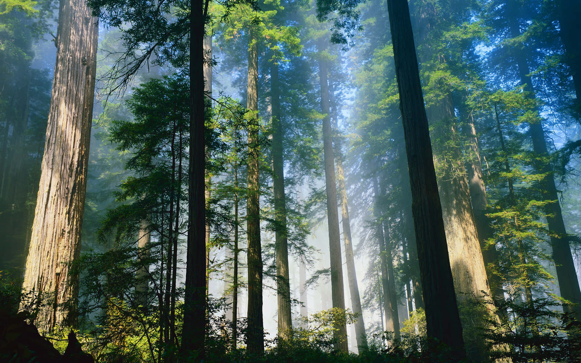 Redwood National Park Foggy Forest Canopy Wallpaper