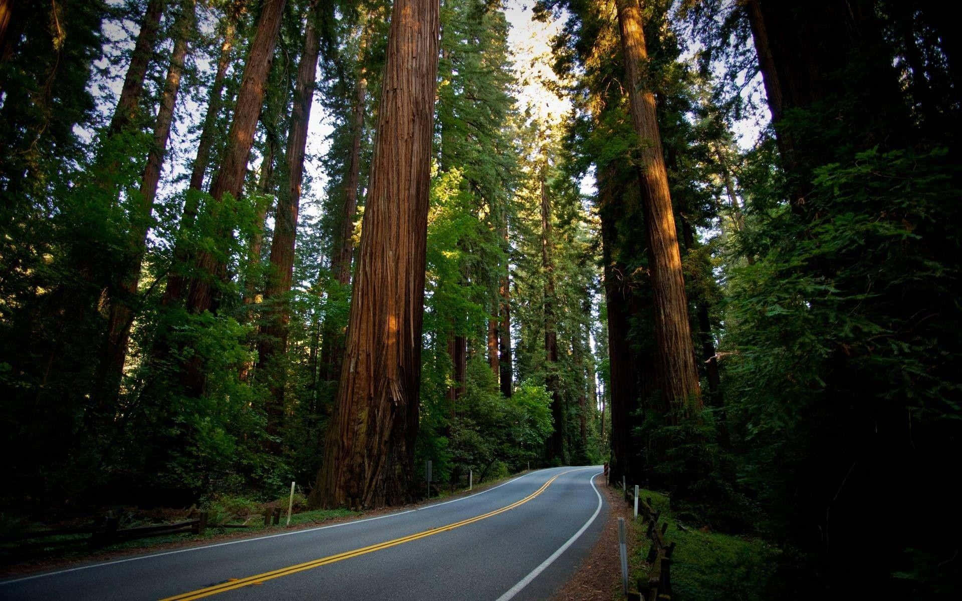 Caminodel Bosque Del Parque Nacional De Redwood Fondo de pantalla