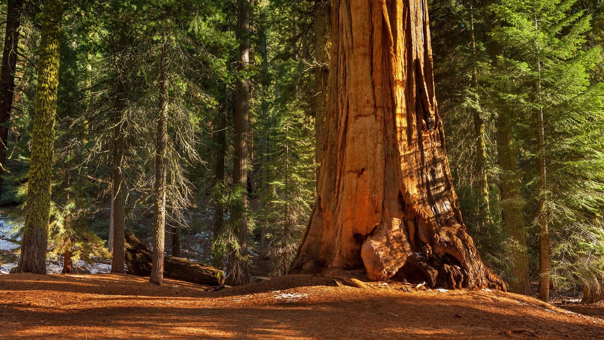 Redwoodnational Park Gigantiskt Redwood-träd. Wallpaper