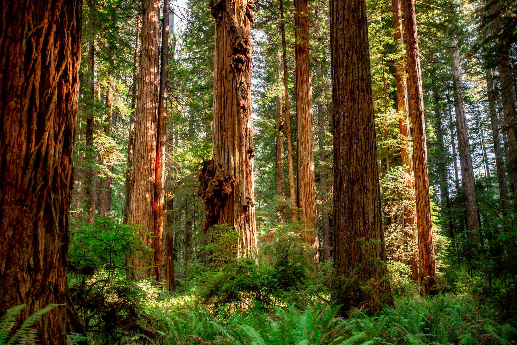 Parquenacional Redwood, Exuberante Vegetación Verde. Fondo de pantalla