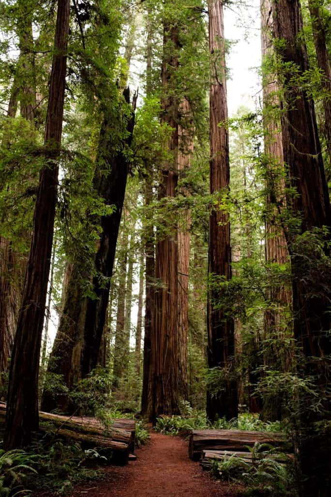 Redwoodnational Park - Massiva Gamla Träd. Wallpaper