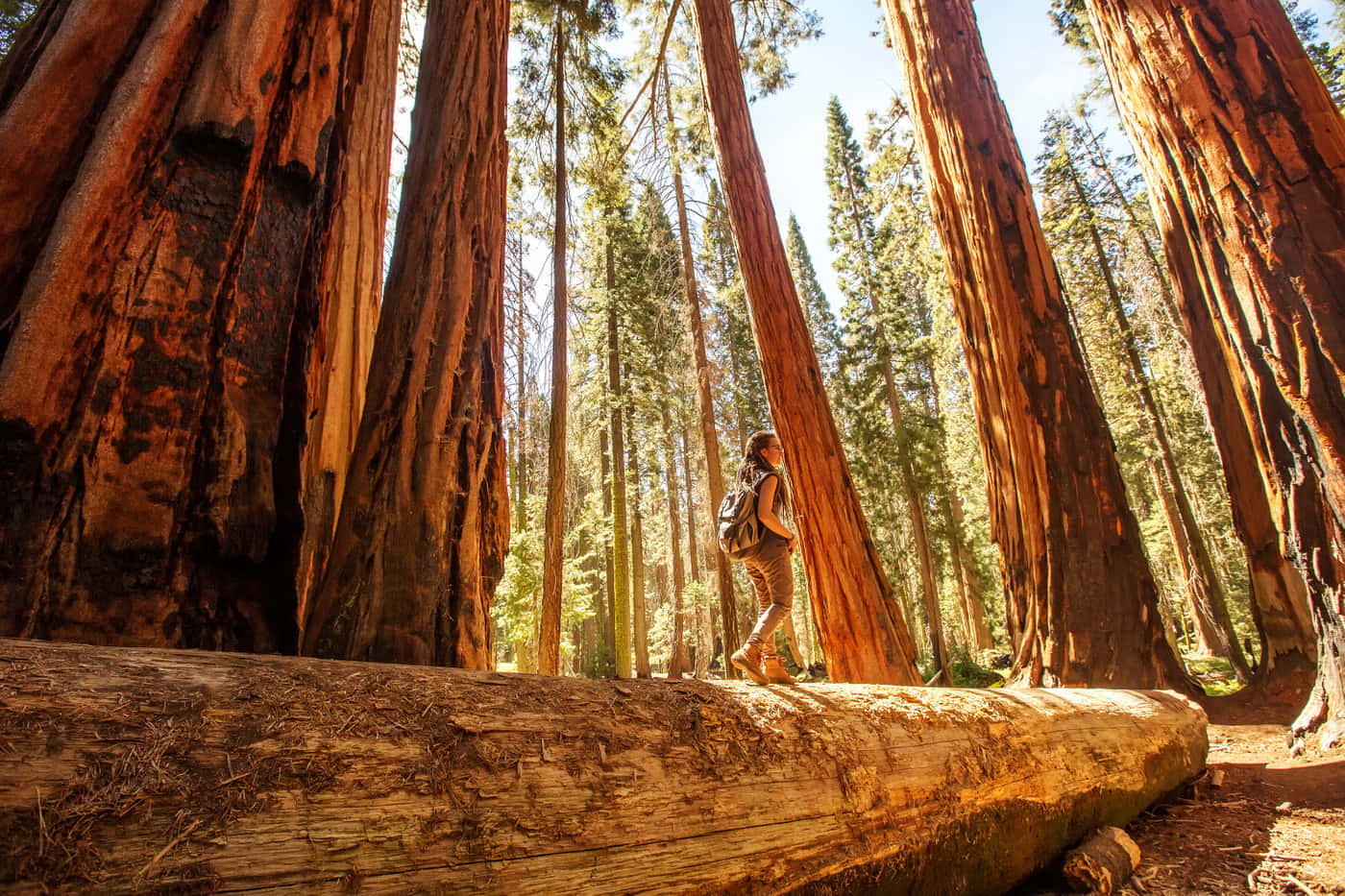 Redwood National Park Massive Redwood Log Wallpaper