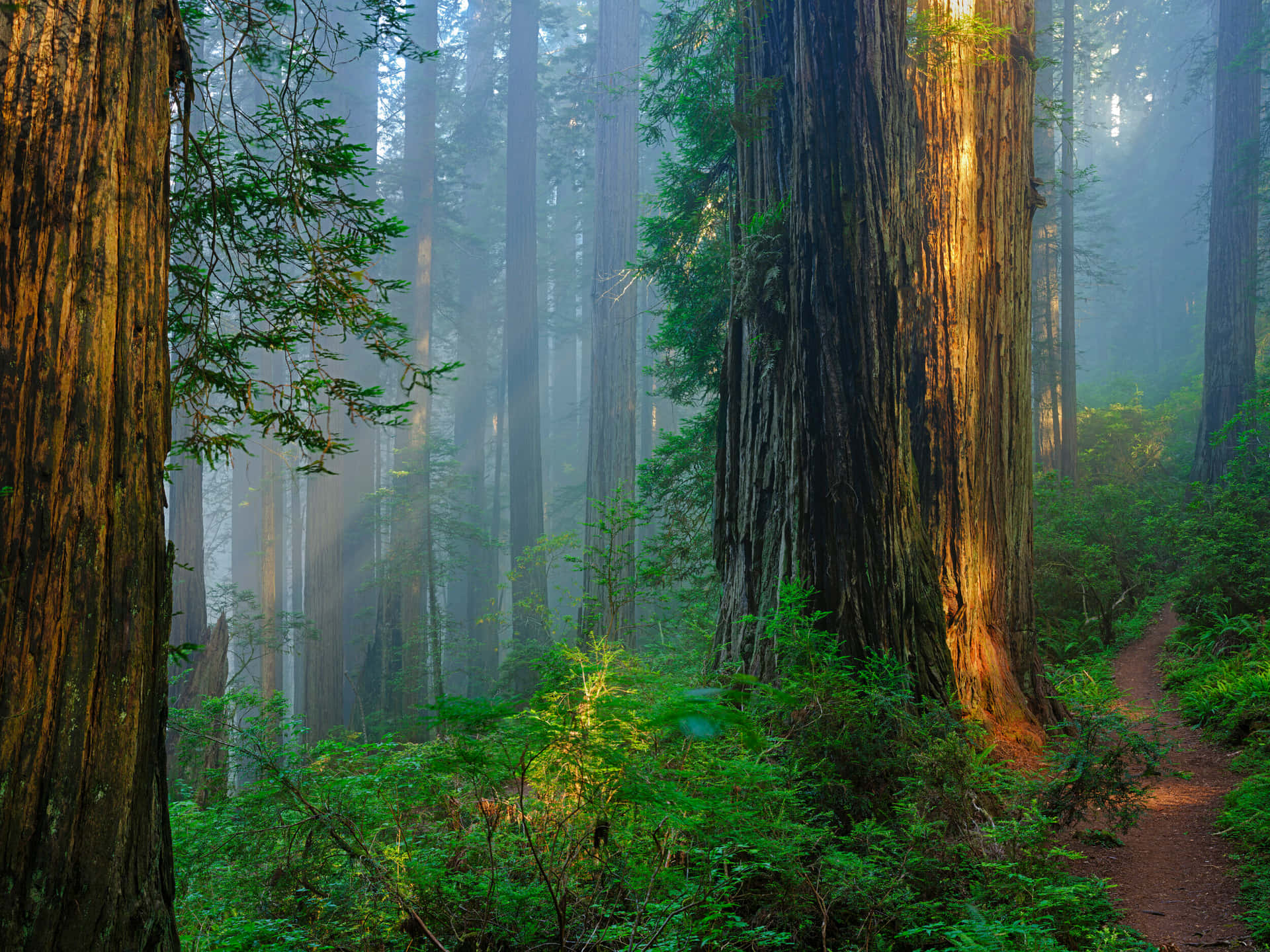 Redwood National Park Massive Trees Wallpaper
